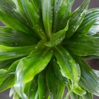 Dracenta ( Combo Of Lemon Lime And Compacta )  - brown standard pot 