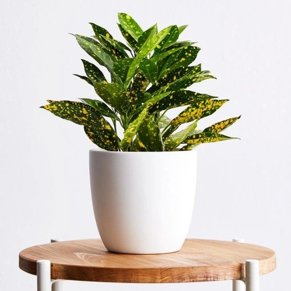 Gold Dust Croton Plant  - brown standard pot 