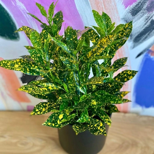 Gold Dust Croton Plant  - brown standard pot 
