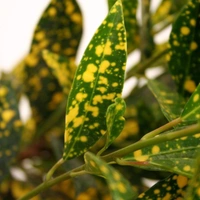 Gold Dust Croton Plant  - brown standard pot 