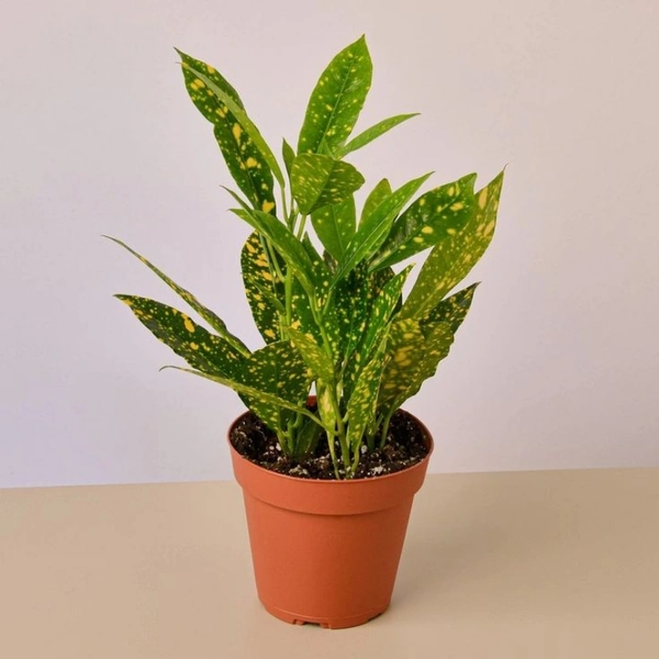 Gold Dust Croton Plant  - black standard pot 