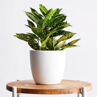 Croton ( Combo Of Gold Dust Crton And Petra Croton )  - white standard pot , 0.5 - 1 feet