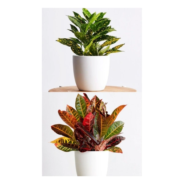 Croton ( Combo Of Gold Dust Crton And Petra Croton )  - brown standard pot 