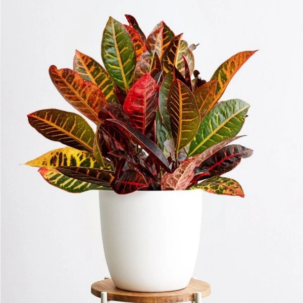 Croton ( Combo Of Gold Dust Crton And Petra Croton )  - brown standard pot 