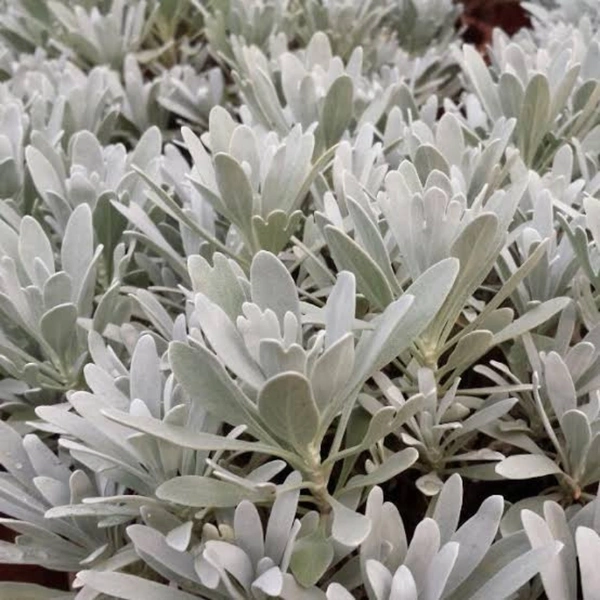 Crossostephium Silver - white standard pot , 12 - 15 inch 