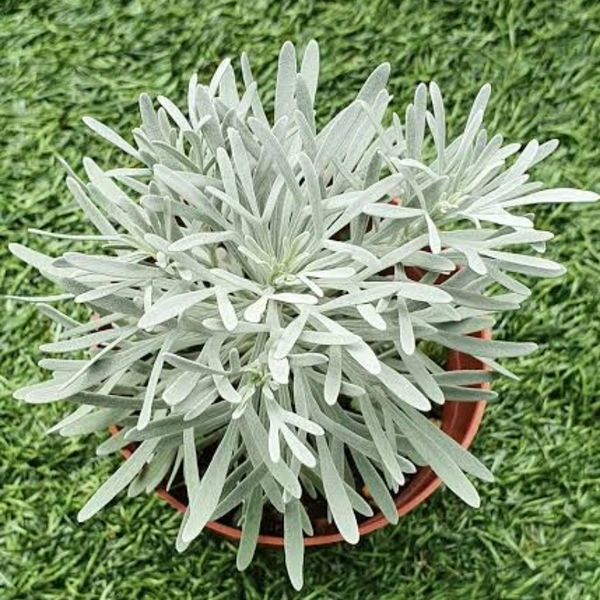 Crossostephium Silver - brown standard pot