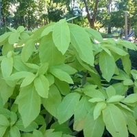 Pisonia grandis ( 6 Months Grown )  - brown standard pot , 2 feet 