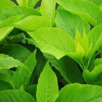 Pisonia grandis ( 6 Months Grown )  - brown standard pot , 2 feet 