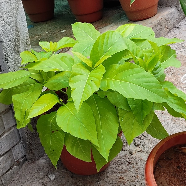 Pisonia grandis ( 6 Months Grown )  - brown standard pot , 2 feet 