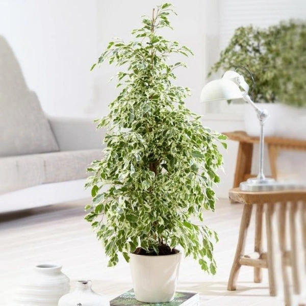 Ficus Star Light ( 3 Months Grown )  - white standard pot , 1 - 2 feet