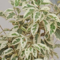 Ficus Star Light ( 3 Months Grown )  - brown standard pot 