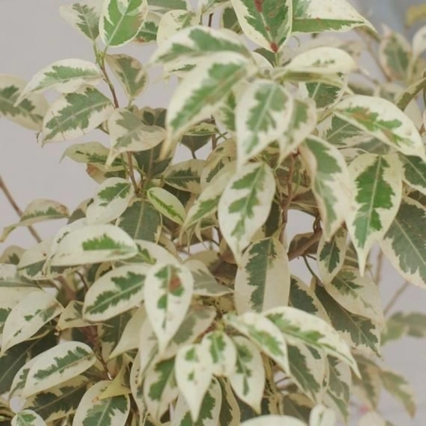 Ficus Star Light ( 3 Months Grown )  - brown standard pot 