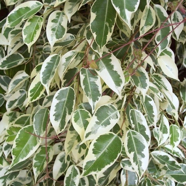 Ficus Star Light ( 3 Months Grown )  - brown standard pot 