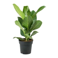 Banyan Tree Dwarf ( 3 Months Grown )  - white standard pot, 1 - 2 feet .