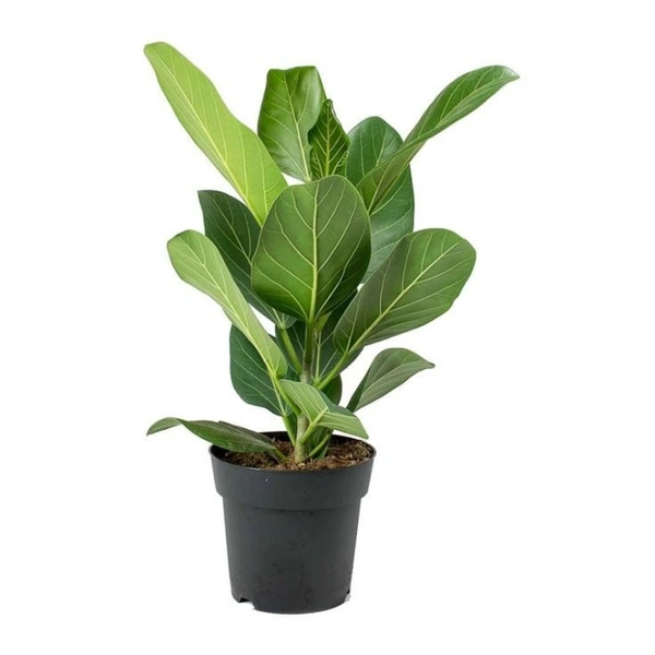 Banyan Tree Dwarf ( 3 Months Grown )  - white standard pot, 1 - 2 feet .