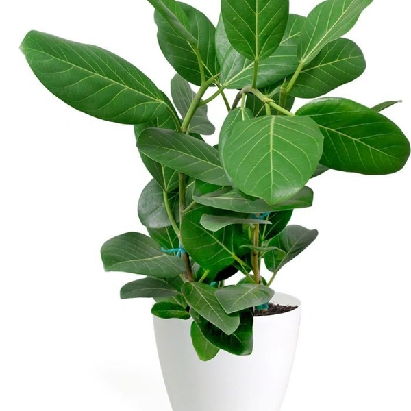 Banyan Tree Dwarf ( 3 Months Grown )  - white standard pot, 1 - 2 feet .