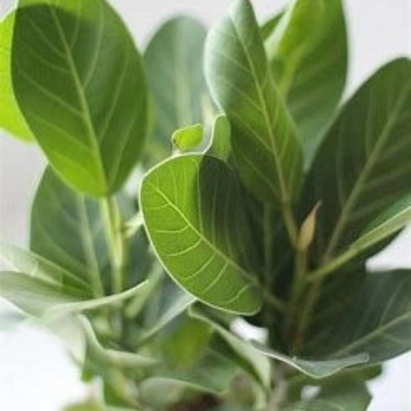 Banyan Tree Dwarf ( 3 Months Grown )  - white standard pot, 1 - 2 feet .