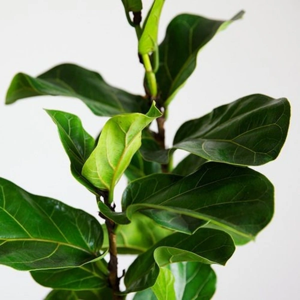 Banyan Tree Dwarf ( 3 Months Grown )  - white standard pot, 1 - 2 feet .