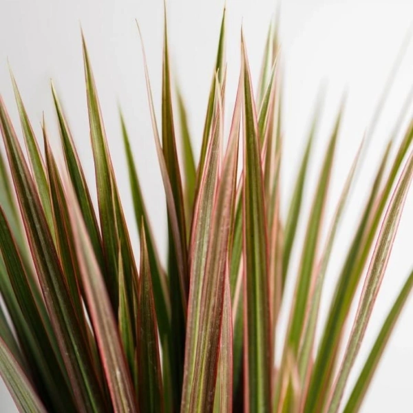 Dragon Tree ( 2 Months Grown )  - white standard pot, 1 - 1.5 feet