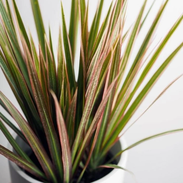 Dragon Tree ( 2 Months Grown )  - white standard pot, 1 - 1.5 feet