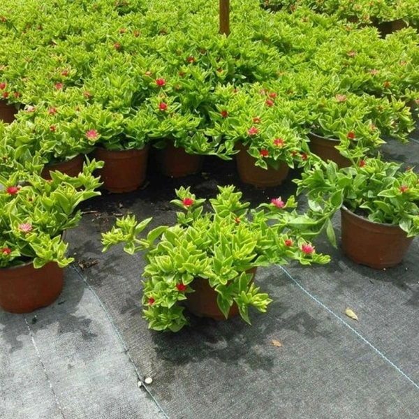 Baby Sun Rose  - brown standard normal pot