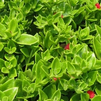Baby Sun Rose  - brown standard normal pot