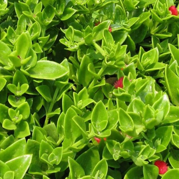 Baby Sun Rose  - brown standard normal pot