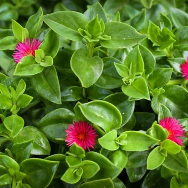 Baby Sun Rose  - brown standard normal pot