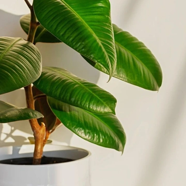 Rubber Plant Green ( 2 Months Grown )  - white standard pot , 0.5 - 1 feet