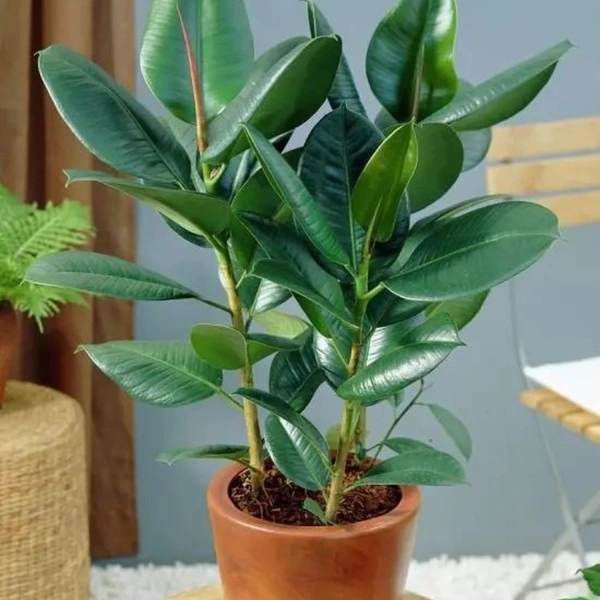 Rubber Plant Green ( 2 Months Grown )  - brown standard pot 