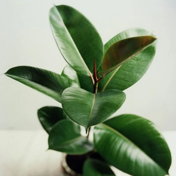 Rubber Plant Green ( 2 Months Grown )  - brown standard pot 