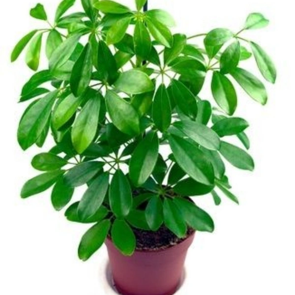 Umbrella Tree ( 4 Months Grown ) Garden Tree  - Brown standard pot , 2 feet 