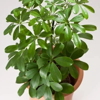Umbrella Tree ( 4 Months Grown ) Garden Tree  - Brown standard pot , 2 feet 
