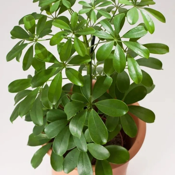 Umbrella Tree ( 4 Months Grown ) Garden Tree  - Brown standard pot , 2 feet 