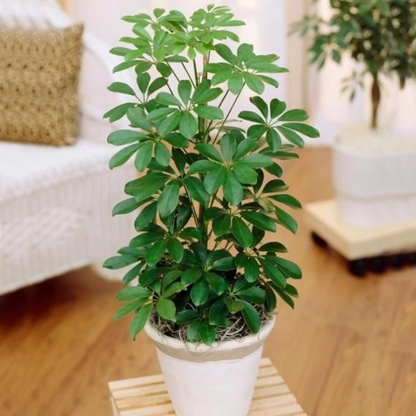 Umbrella Tree ( 4 Months Grown ) Garden Tree  - Brown standard pot , 2 feet 