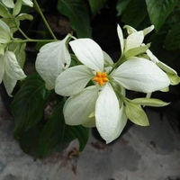 Mussaenda (White) ( 3 Months Grown ) - brown standard pot , 1.5 - 2 feet