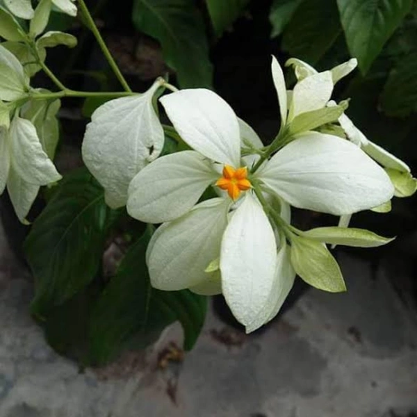 Mussaenda (White) ( 3 Months Grown ) - brown standard pot , 1.5 - 2 feet