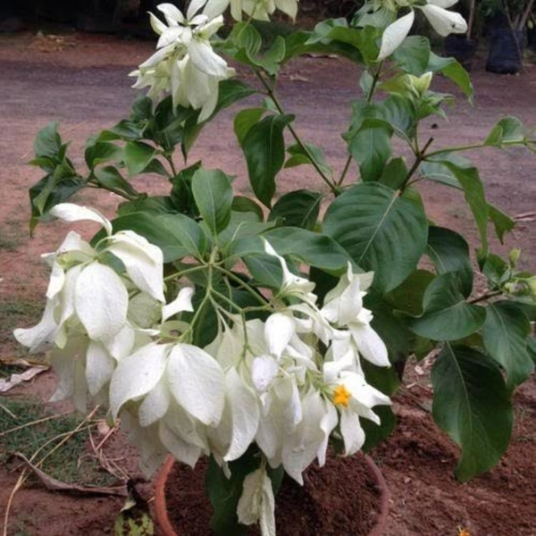 Mussaenda (White) ( 3 Months Grown ) - brown standard pot , 1.5 - 2 feet