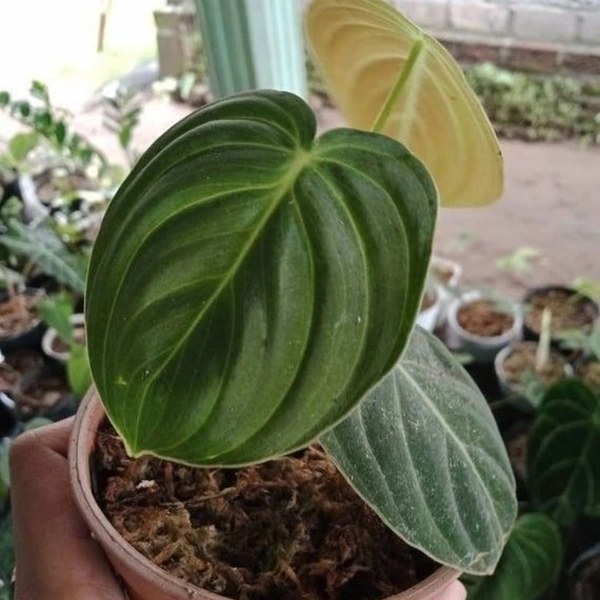 Philodendron Melanochrysum - white colour pot, 12 - 15 inch
