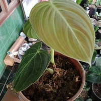 Philodendron Melanochrysum - white colour pot, 12 - 15 inch