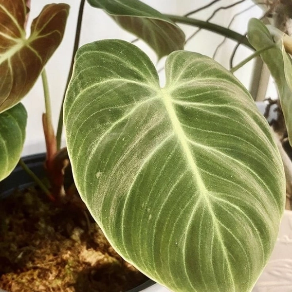 Philodendron Melanochrysum - white colour pot, 12 - 15 inch