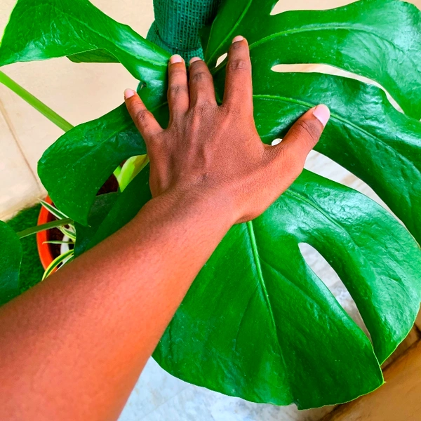Monstera Deliciosa  - with snake plant and bald guy , 4 feet