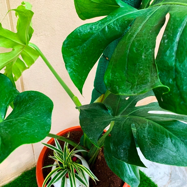 Monstera Deliciosa  - with snake plant and bald guy , 4 feet