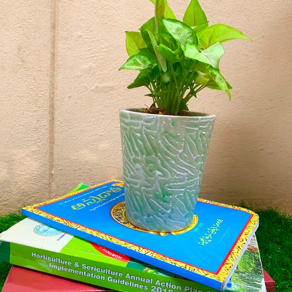 Syngonium Small ( Ceramic Pot ) - ceramic pot , 15 - 20 inch