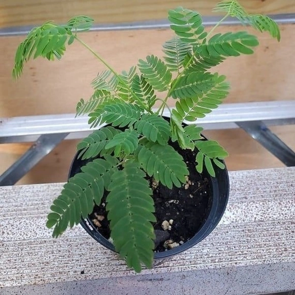 Touch Me Not ( Small )  - brown standard pot