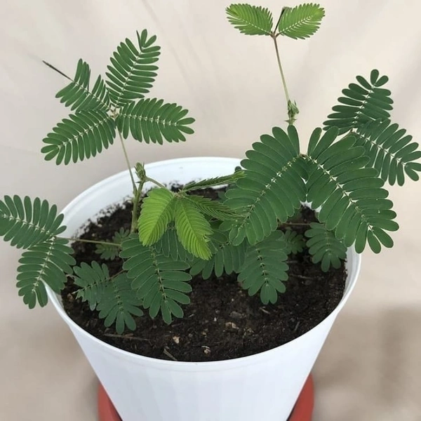Touch Me Not ( Small )  - brown standard pot