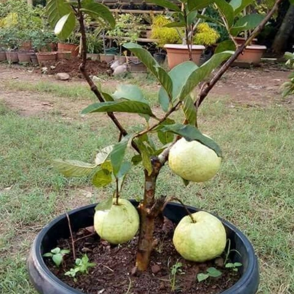 Guava ( Jamun ) Plant  - with pot , 1 - 2 feet