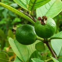 Guava ( Jamun ) Plant  - with pot , 1 - 2 feet