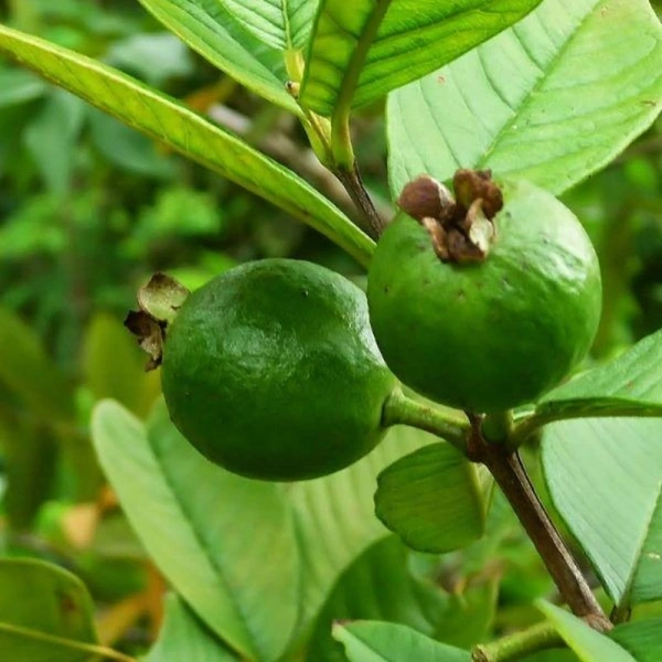 Guava ( Jamun ) Plant  - with pot , 1 - 2 feet