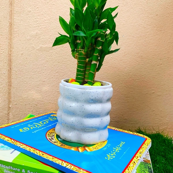 Lucky Bamboo ( Ceramic Pot )  - 14 - 18 inch , white ceramic pot